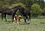 SAINT HUBERT ET CHEVAL 051